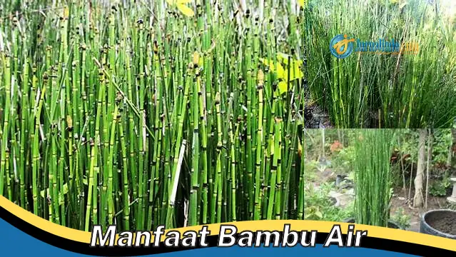 Temukan Rahasia Manfaat Bambu Air yang Jarang Diketahui