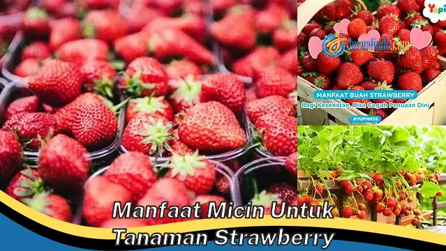 Temukan Manfaat Rahasia Micin untuk Tanaman Strawberry